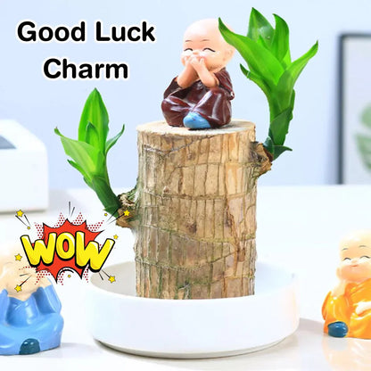 🔥BUY 1 GET 1 FREE🔥 LUCKY BRAZIL WOOD POTTED PLANT