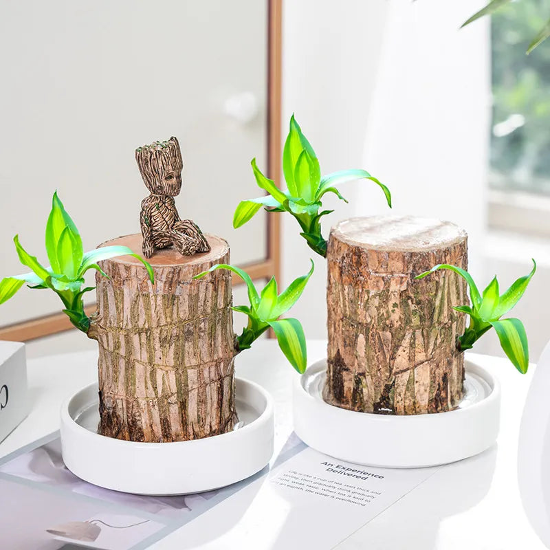 🔥Pack of 2🔥 LUCKY BRAZIL WOOD POTTED PLANT