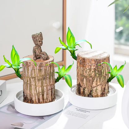 🔥BUY 1 GET 1 FREE🔥 LUCKY BRAZIL WOOD POTTED PLANT