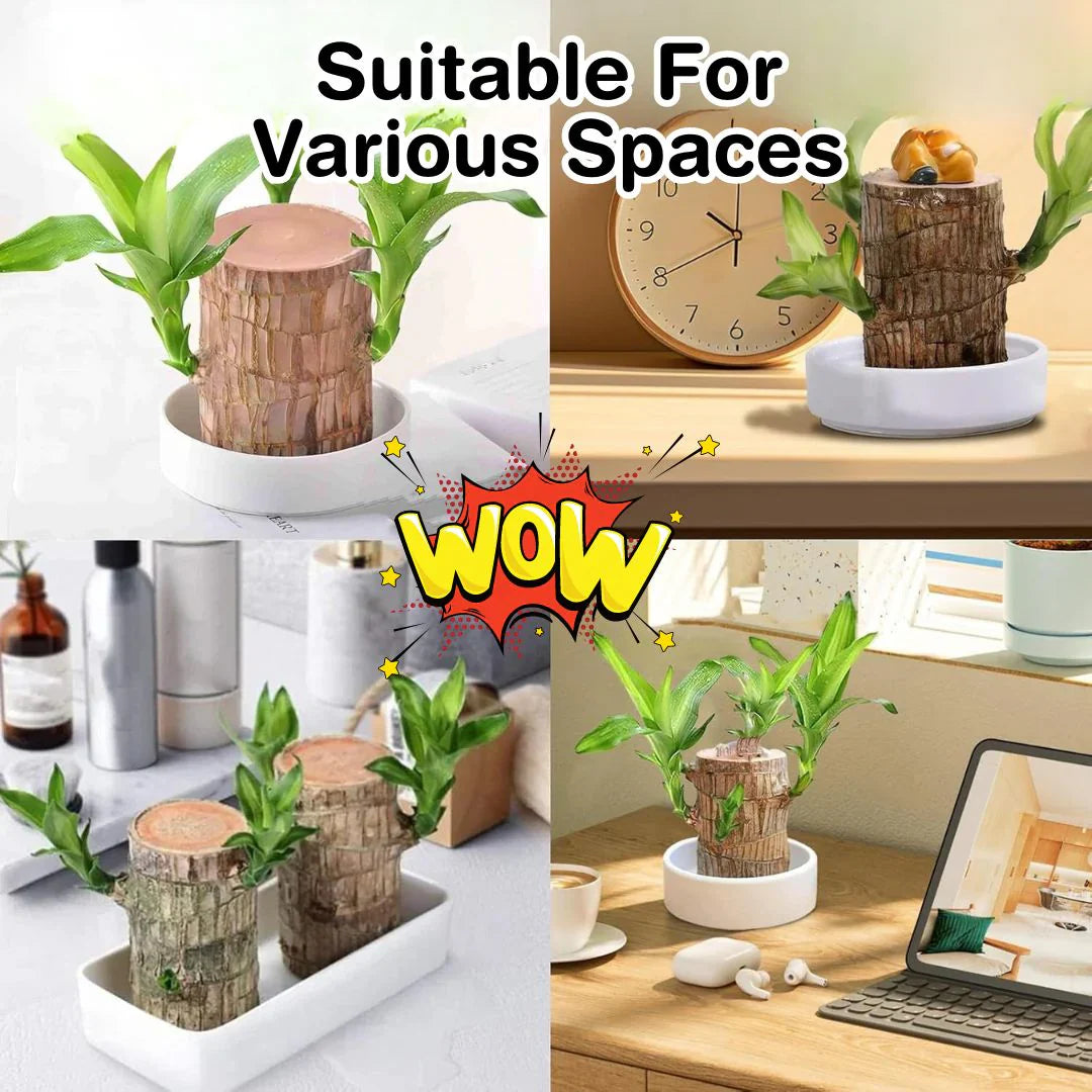 🔥Pack of 2🔥 LUCKY BRAZIL WOOD POTTED PLANT