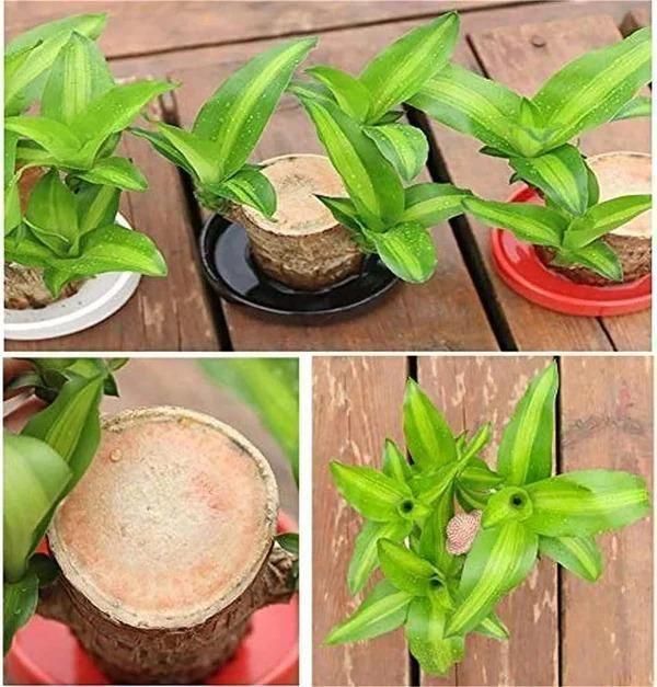 🔥BUY 1 GET 1 FREE🔥 LUCKY BRAZIL WOOD POTTED PLANT