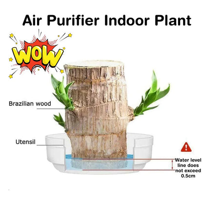 🔥BUY 1 GET 1 FREE🔥 LUCKY BRAZIL WOOD POTTED PLANT