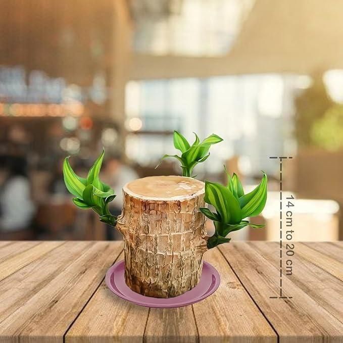 🔥BUY 1 GET 1 FREE🔥 LUCKY BRAZIL WOOD POTTED PLANT