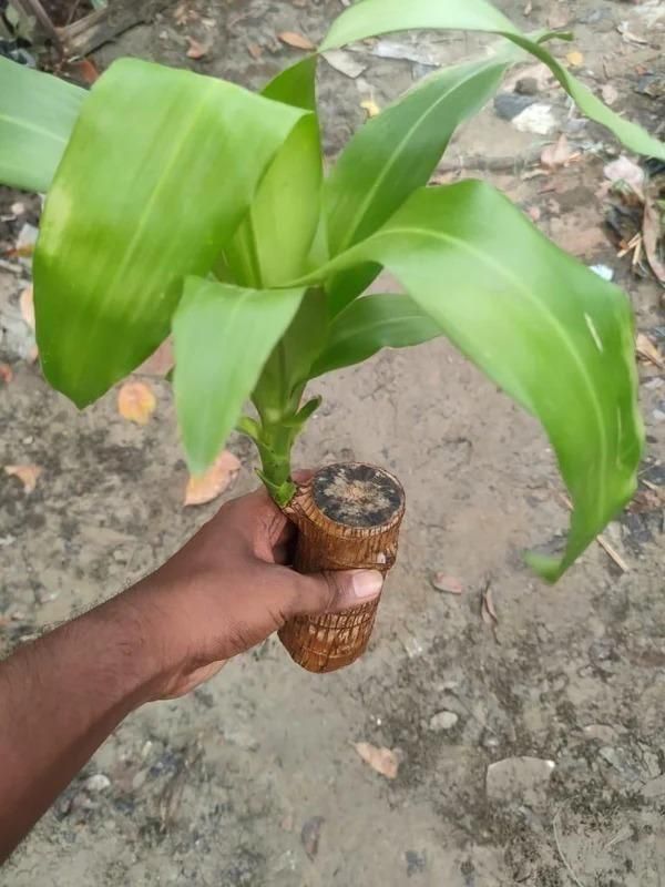 🔥BUY 1 GET 1 FREE🔥 LUCKY BRAZIL WOOD POTTED PLANT