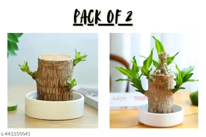 🔥Pack of 2🔥 LUCKY BRAZIL WOOD POTTED PLANT